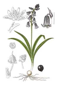 Common Bluebell Prints: Common bluebell (Hyacinthus nonscriptus)