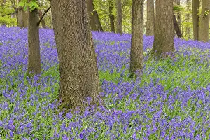 Spring Flowers Europe Prints: Common bluebells (Hyacinthoides non-scripta)