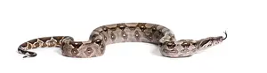 Snake Photography Prints: Common boa, Boa constrictor, against white background