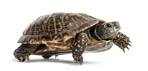 Reptile Studio Shot Prints: Common box turtle, isolated on white
