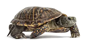 Bright White Background Copy Space Prints: Common box turtle, isolated on white