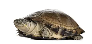 Studio Shot Reptile Prints: Common box turtle, isolated on white