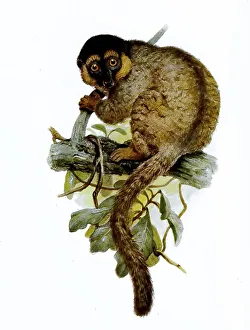 Common Brown Lemur Prints: Common brown lemur (Eulemur fulvus)