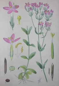 Detailed Inflorescence Images Prints: Common centaury (Centaurium erythraea)