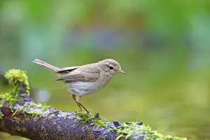 Common Chiffchaff Prints: Common chiffchaff (Phylloscopus collybita) Solms