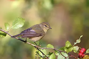 Common Chiffchaff Prints: Common chiffchaff or (Phylloscopus collybita) Solms
