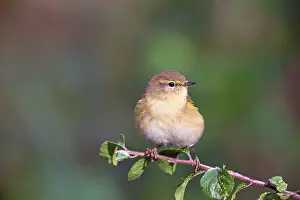 Europe Bird Species Prints: Common chiffchaff or (Phylloscopus collybita) Solms
