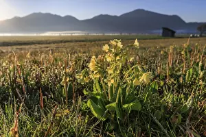 Morning Light Mountainous Region Prints: Common cowslip (Primula veris)