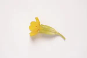 Common Cowslip Prints: Common cowslip (Primula veris)