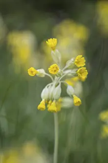Common Cowslip Prints: Common cowslip (Primula veris), Thuringia, Germany