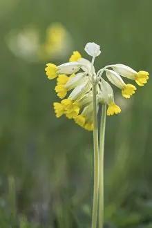 Common Cowslip Prints: Common cowslip (Primula veris), Thuringia, Germany