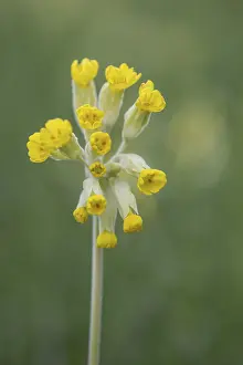 Common Cowslip Prints: Common cowslip (Primula veris), Thuringia, Germany