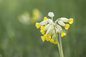Common Cowslip Prints: Common cowslip (Primula veris), Thuringia, Germany