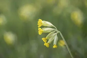 Common Cowslip Prints: Common cowslip (Primula veris), Thuringia, Germany