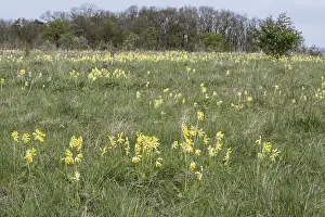 Common Cowslip Prints: Common cowslip (Primula veris), Thuringia, Germany