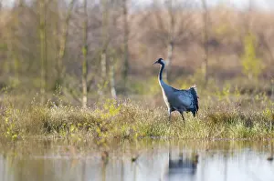Northern German Wildlife Prints: Common crane (Grus grus) in its breeding grounds