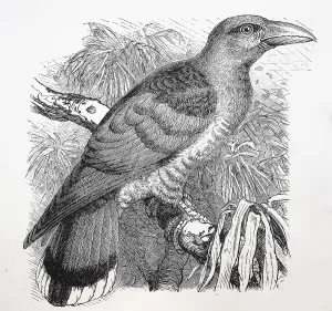 Historical Bird Artwork Prints: Common cuckoo (Cuculus canorus)