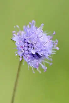 Dipsacoideae Plant Species Prints: Common devil's-bit scabious (Succisa pratensis)