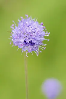 Succisa Pratensis Prints: Common devil's-bit scabious (Succisa pratensis)