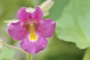 Medicinal Plant Bloom Prints: Common devil's claw or devil's claw (Proboscidea louisianica)
