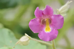 Lamiales Family Plants Prints: Common devil's claw or devil's claw (Proboscidea louisianica)