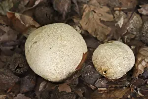 Poisonous Mushroom Europe Prints: Common earthball (Scleroderma citrinum)