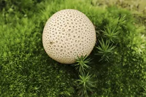 Common Earthball Prints: Common earthball (Scleroderma citrinum)