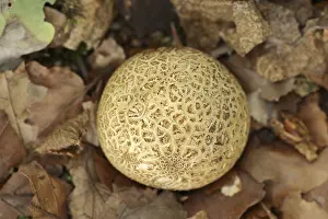 North Rhine Westphalia Germany Prints: Common earthball (Scleroderma citrinum)