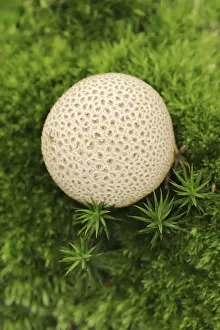 Common Earthball Prints: Common earthball (Scleroderma citrinum)