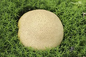 Common Earthball Prints: Common earthball (Scleroderma citrinum)