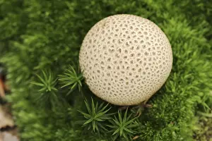 Toxic Mushroom Prints: Common earthball (Scleroderma citrinum)