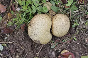 Toxic Mushroom Germany Prints: Common earthball (Scleroderma citrinum)
