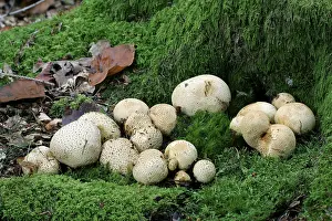 Poisonous Mushroom Prints: Common earthball (Scleroderma citrinum)
