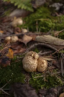 Toxic Mushroom Prints: Common earthball (Scleroderma citrinum)