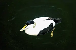 Aquatic Bird Pictures Prints: Common Eider Drake swimming on the surface