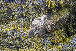 Young Water Bird Prints: Common Eider hen with ducklings