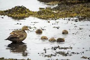 Wildlife Portrait Photo Prints: Common Eider hen with ducklings