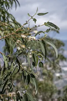 Eucalyptus Tree Prints: Common fever tree, Eucalyptus tree