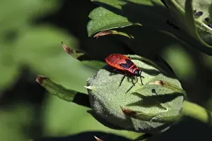 Close Up Macro Shot Germany Prints: Common fire bug, Pyrrhocoris apterus