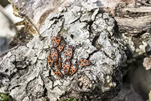 German Fauna Images Prints: Common fire bug (Pyrrhocoris apterus)
