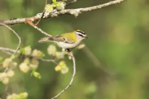 Common Firecrest Prints: Common firecrest, Regulus ignicapilla