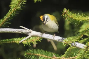Songbird Species Prints: Common firecrest, Regulus ignicapilla