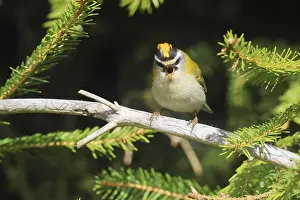 Common Firecrest Prints: Common firecrest, Regulus ignicapilla