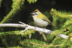 Common Firecrest Prints: Common firecrest, Regulus ignicapilla
