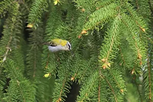 Common Firecrest Prints: Common firecrest, Regulus ignicapilla