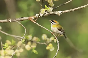 Common Firecrest Prints: Common firecrest, Regulus ignicapilla