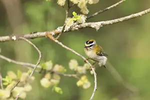Common Firecrest Prints: Common firecrest, Regulus ignicapilla