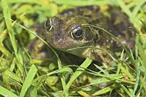 European Common Grass Frog Prints: Common Frog In The Grass