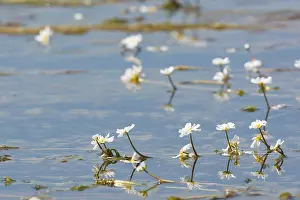 Aquatic Plant Prints: Common frogbit in water