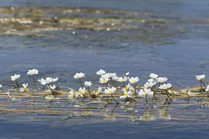 Common Frogbit Print in Water